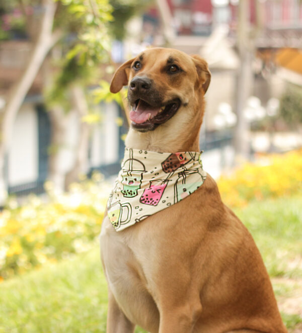 Bandana té de burbujas