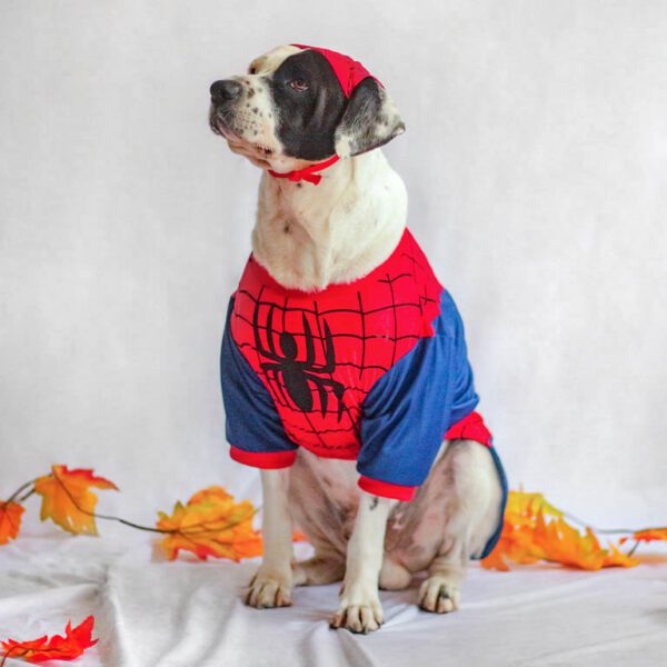 Disfraz Hombre araña
