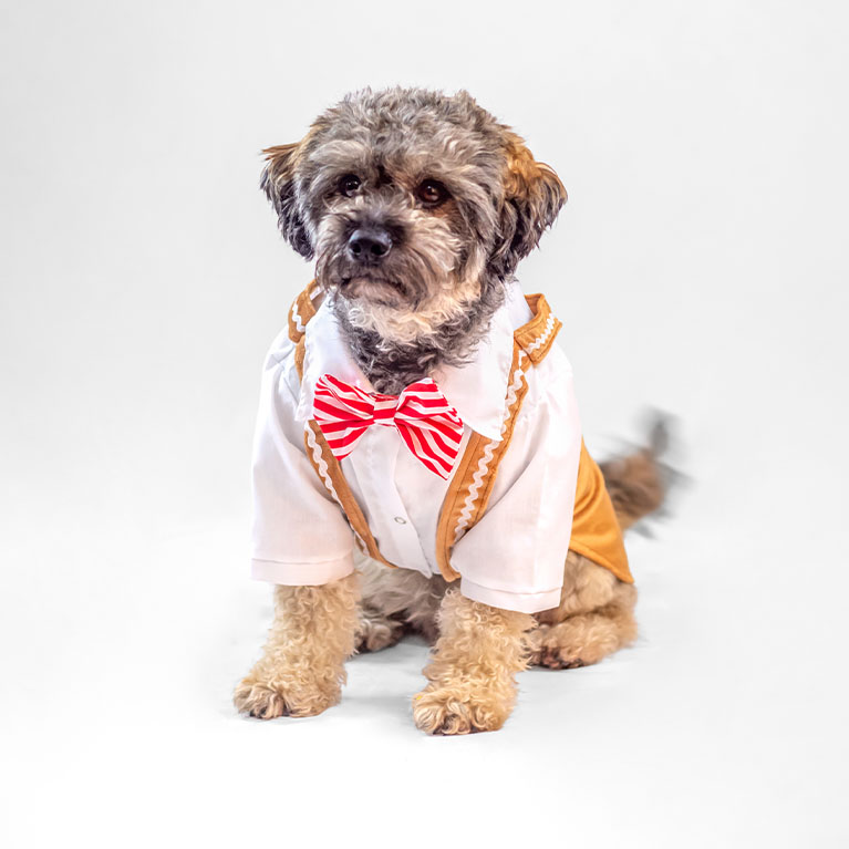 Traje galleta Traje galleta - Imagen 2