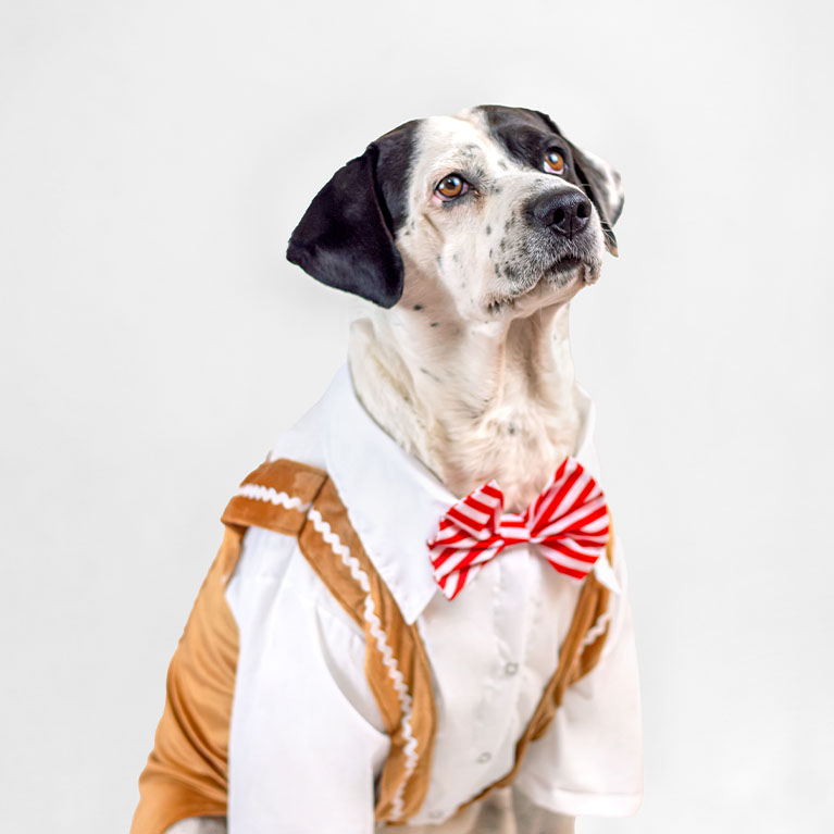 Traje galleta Traje galleta