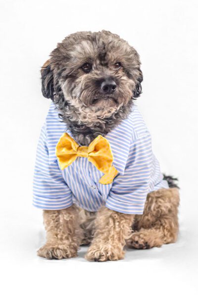 Camisa celeste con michi amarillo