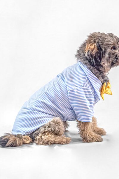 Camisa celeste con michi amarillo