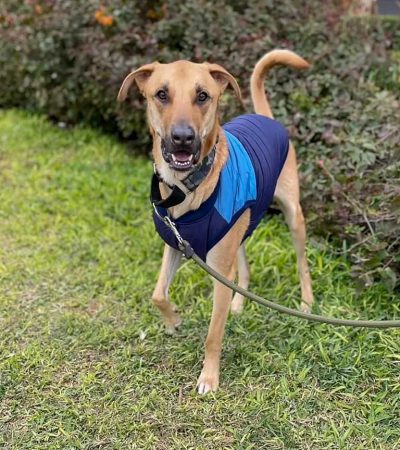 Chaleco Prisma Play 8